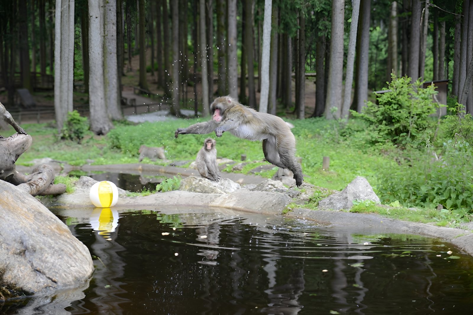 Japanese macaque leaping across a pond at Affenberg Landskron