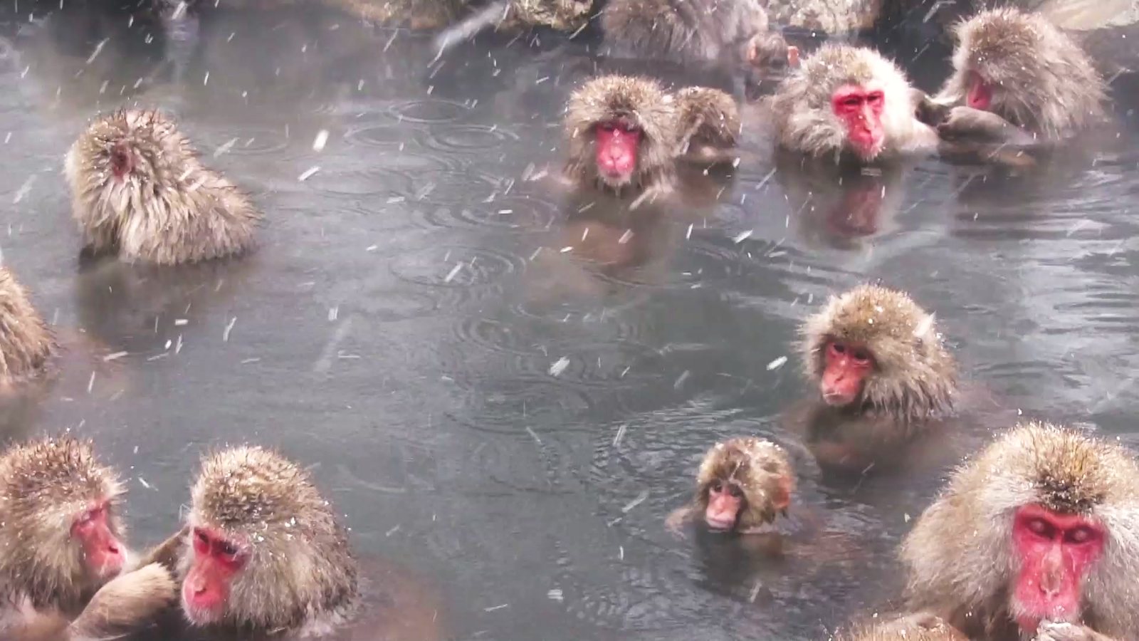 Japanese macaques bathing in a warm spring in falling snow